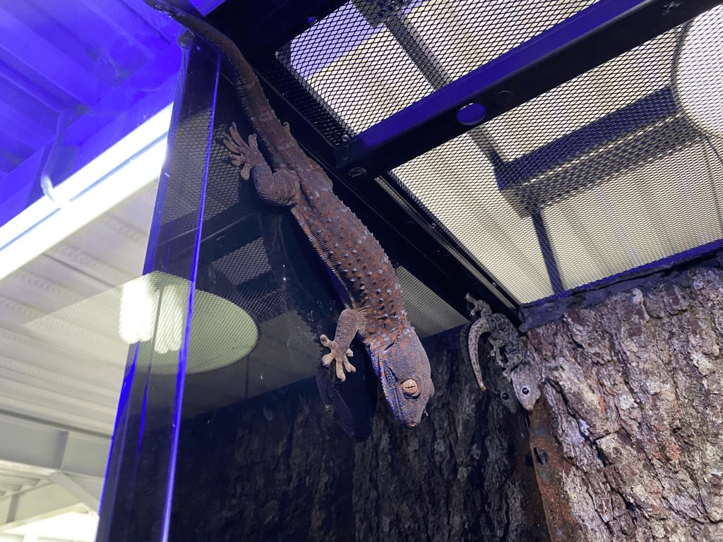 Gecko Zoo Tokay Gecko - Suraloka Interactive Zoo