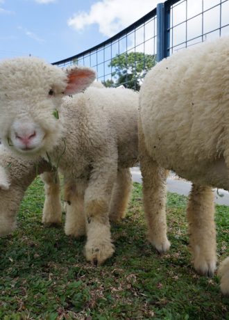 Kambing Merino