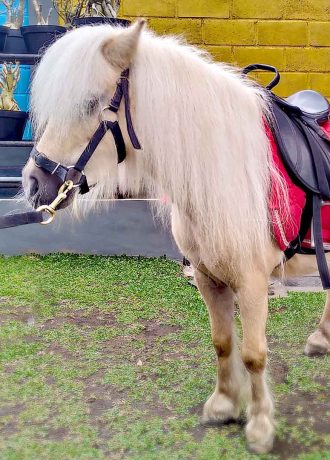 Kuda poni_2