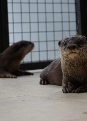 Otter