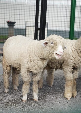 merino